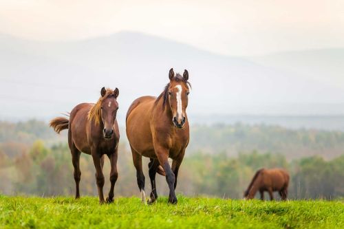 Des chevaux dasn un pré