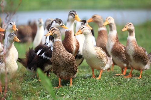 elevage de canards