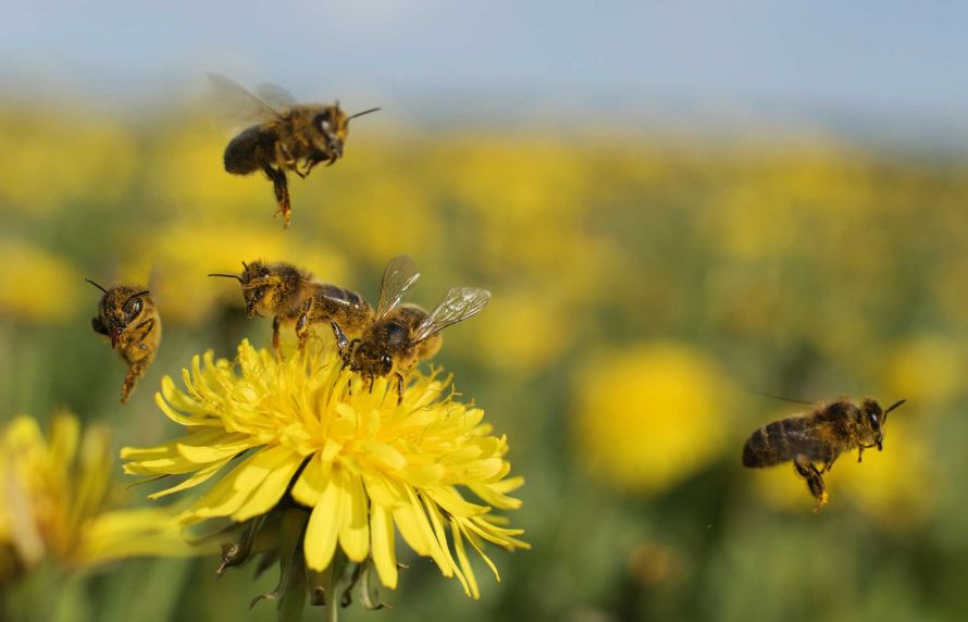 Santé des abeilles