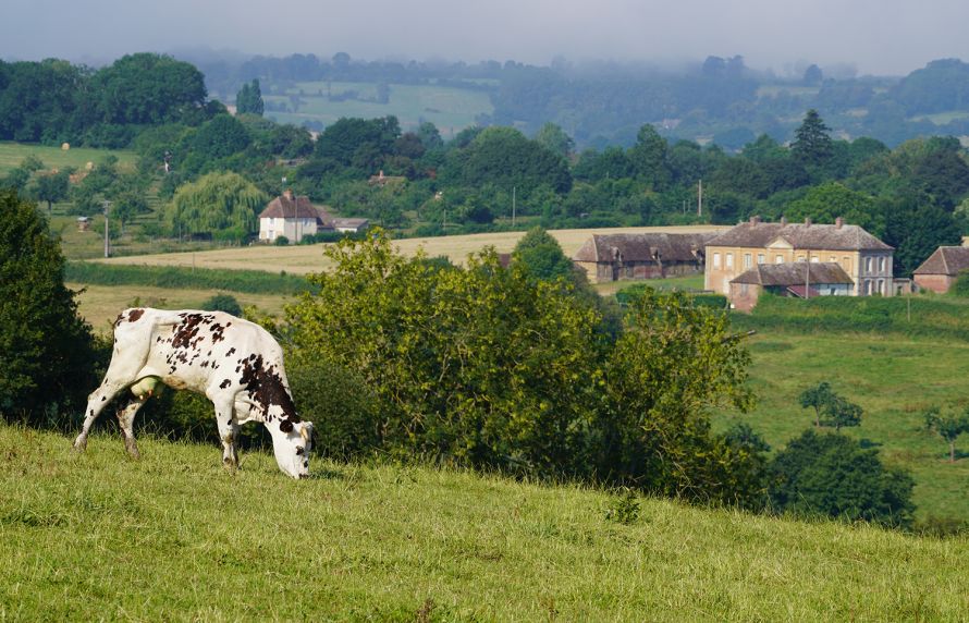 Mycoplasma bovis