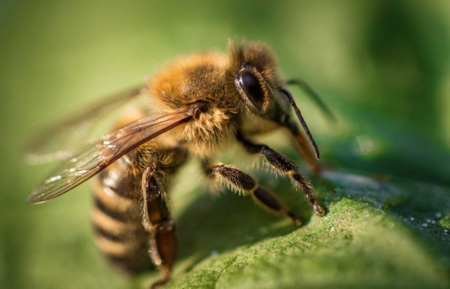 Une abeille